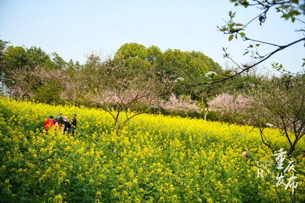 重庆一高校油菜花盛开学生忙绘画市民忙赏花